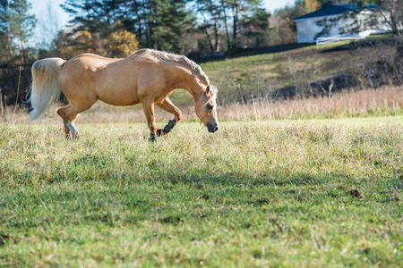 running palomino welsh pony with long mane posing at freedomの写真素材
