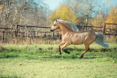 running palomino welsh pony with long mane posing at freedomの写真素材