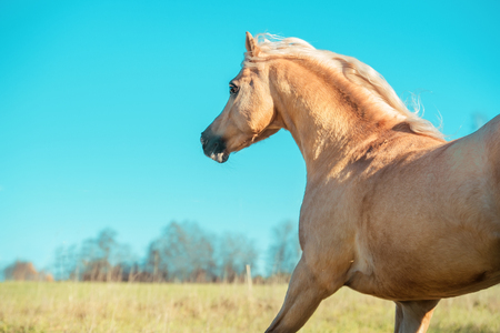 running palomino welsh pony with long mane posing at freedomの写真素材