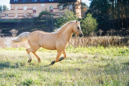 running palomino welsh pony with long mane posing at freedomの写真素材