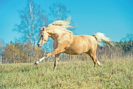 running palomino welsh pony with long  posing at freedomの写真素材
