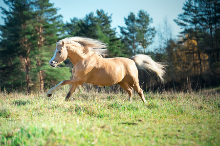 running palomino welsh pony with long  posing at freedomの写真素材