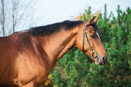  portrait sportive warmblood horse posing against stableの写真素材