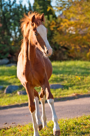 running chestnut  pony  foalの写真素材