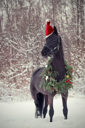black horse with christmas wreath. winterの写真素材