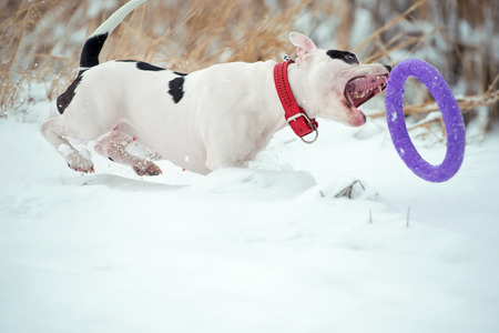 running and playing white dog with toy at  frozen gulf. winterの写真素材