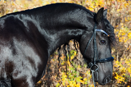 Portrait of black Frisian horse posing in beautiful location. close upの写真素材