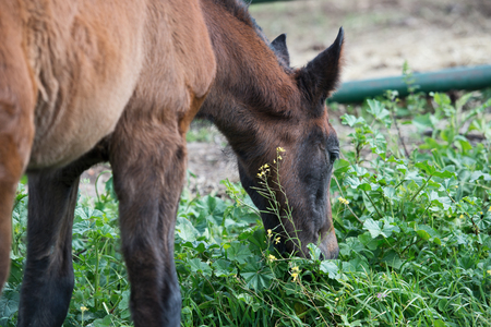 portrait of purebred spanish foal posing in olive garden. Andalusia. Spainの写真素材