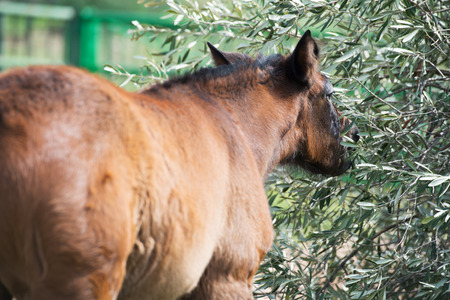 portrait of purebred spanish foal posing in olive garden. Andalusia. Spainの写真素材
