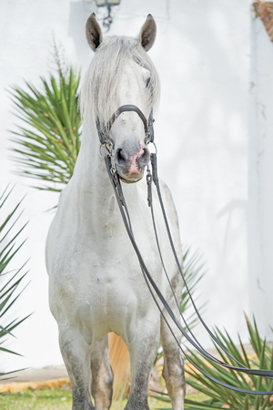 portrait of beautiful purebred PRE stallion in dressage bridle. Andalusia. Spainの写真素材