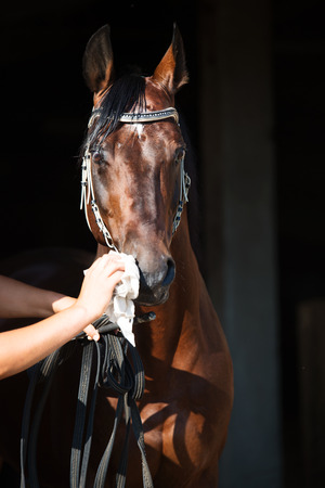 Portrait of  beautiful bay breed stallion have caredの写真素材