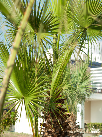 palm leaves  agaist palm tree. Cyprusの写真素材