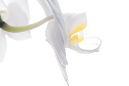 Beautiful White Orchid Flower around white background. extrime macro shotの写真素材