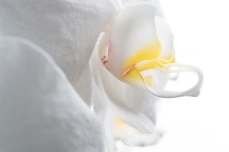 Beautiful White Orchid Flower around white background. extrime macro shotの写真素材