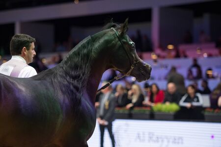 Arabian horse world championship, Parc des Expositions Villepinte in Paris. PARIS CITY, FRANCE- NOVEMBER 24-26: the best purebred arabian horses compete in world championship on november 26, 2017 in Paris city, France.のeditorial素材