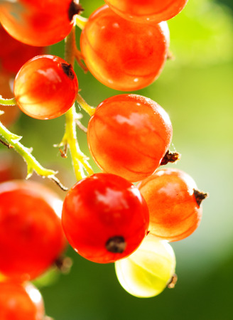 bunch of Red currant growing at bush  branchの写真素材