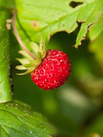 Wild ripe strawberry against green background. Close upの写真素材