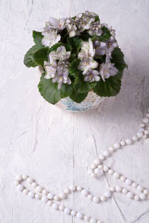 beautiful smoky grey- purple with green edges african violet flower around white background. provence style. close upの写真素材
