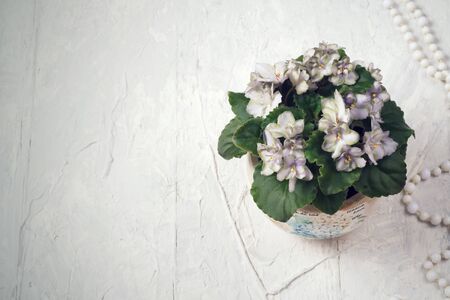 beautiful smoky grey- purple  african violet flower around white background. provence style. close upの写真素材