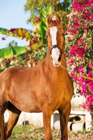 portrait of chestnut Marwari mare agaist flower background. Indiaの写真素材