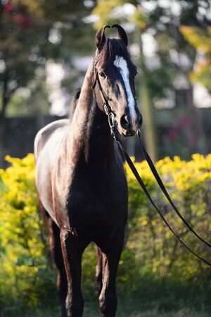portrait of beautiful black Marwari young stallion poseing in garden. RAjasthan, Indiaの写真素材