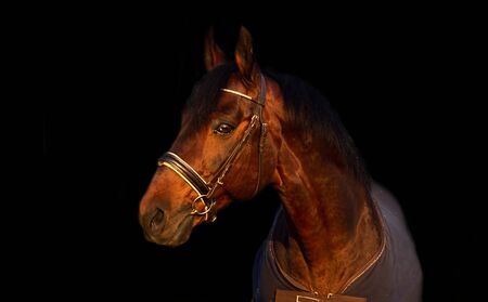 portrait of bay  sportive stalion  horse-coverの写真素材