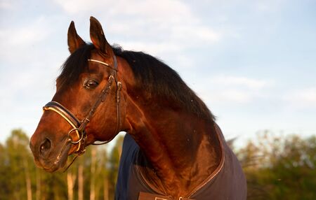 portrait of bay  sportive stalion  horse-cover. close upの写真素材