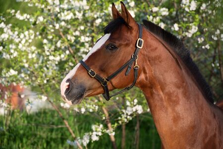 spring portrait of bay horseの写真素材