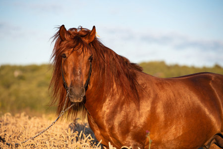portrait of chestnut stallion at wheat field. summer
