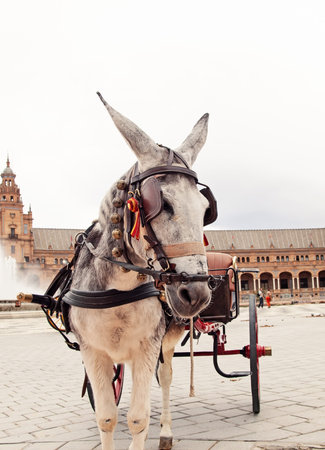 portrait of carriage donkey in Seville (Plaza de Espana), Spain
