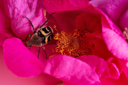 nice bug seating in may roses. extreme macro shotの写真素材