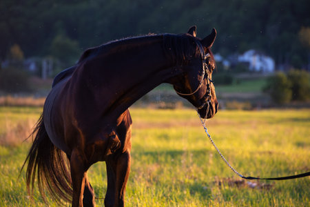 portrait of beautiful black sportive stallion Trakehner breed posing at field against mountain on...