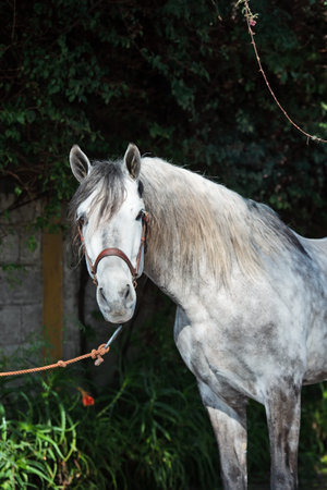 portrait of gray young Andalusian stallion at dark background. Andalusia. Spain