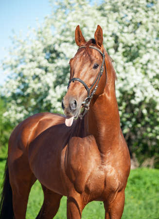 portrait of Ñhestnut Holstein sportive stallion posing against blossom apple tree. spring timeの写真素材