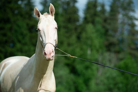 portrait of beautiful creamello purebred akhalteke young stallion in action. posing near forest. Russiaの写真素材