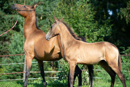 purebred akhalteke dam with foal posing in grass paddockの写真素材