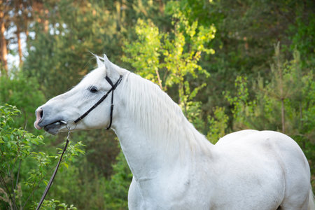 portrait of white Percheron Draft Horse in forestの写真素材