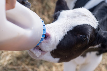 cute little calf eating near hay. nursery on a farm. rural life. close up