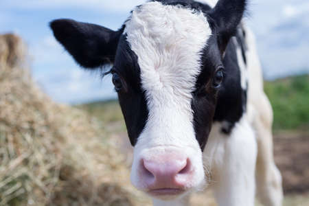 portrait of cute little holshtain calf posing near hay. nursery on a farmの写真素材