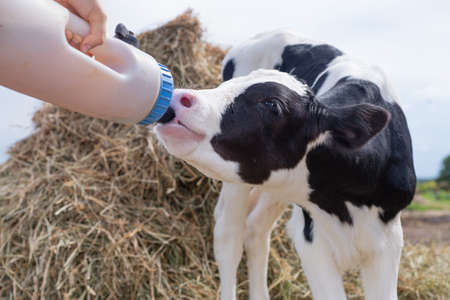 portrait of cute little holshtain calf eating near hay. nursery on a farm. rural lifeの写真素材