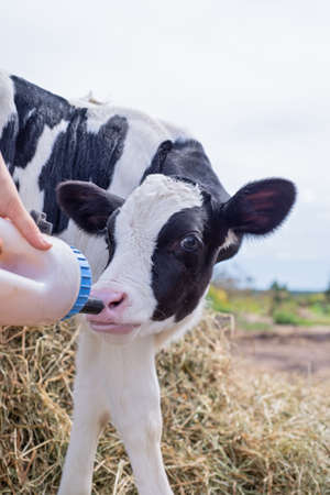 portrait of cute little holshtain calf eating near hay. nursery on a farm. close upの写真素材