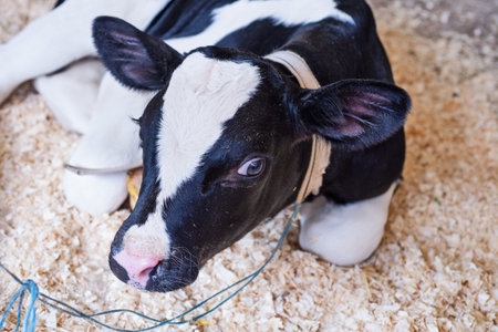 portrait of cute little calf laying inside cowshed. nursery on a farm. close upの写真素材