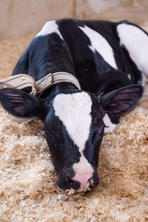 portrait of cute little calf laying inside cowshed. nursery on a farm. close upの写真素材