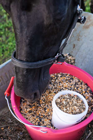 portrait of beautiful black sportive horse eating muesli from cart. posing in green grass field. autumn seasonの写真素材