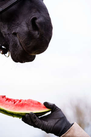 black horse portrait with  watermelon.  outdoor. feeding conceptの写真素材
