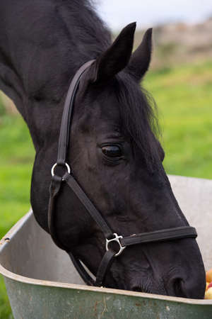 portrait of beautiful black sportive horse eating apples  from cart.posing in green grass field. autumn seasonの写真素材
