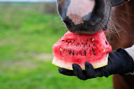 horse eating  watermelon from hand outdoor. close up.   feeding conceptの写真素材