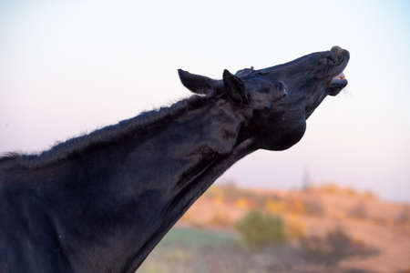 portrait of beautiful black horse snifflingの写真素材