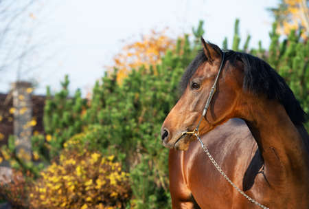 portrait of dark bay sportive welsh pony posing in nice stable gardenの写真素材