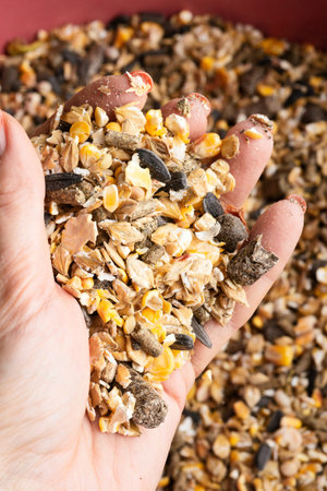 basical muesli and granules for horses holding in hand. close up. feeding and horse care concept....